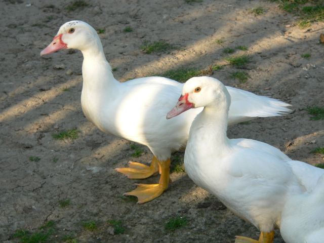 obec